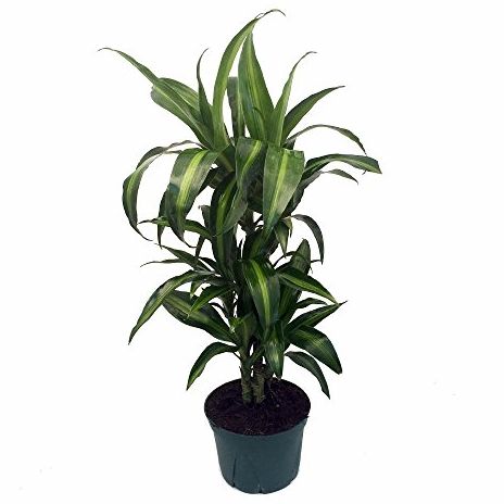 Dracaena