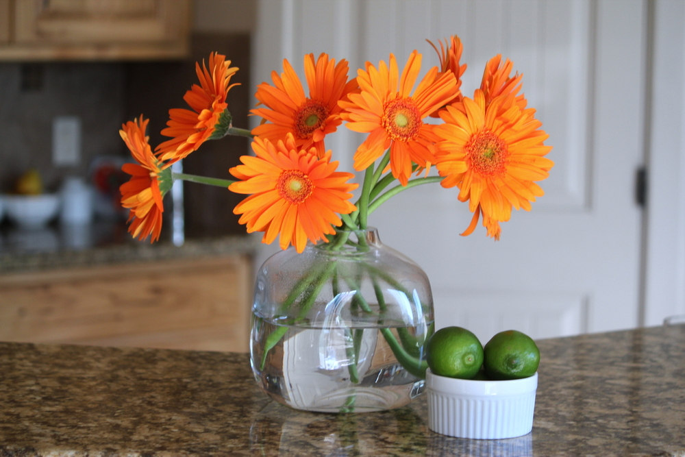 Gerbera