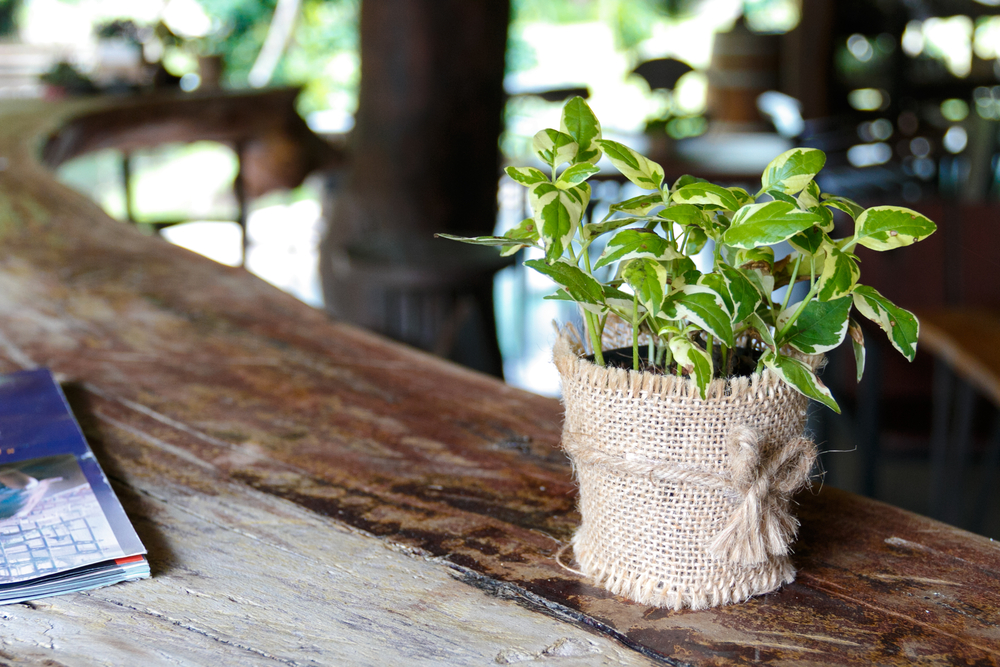 Golden Pothos