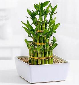 Lucky bamboo plant