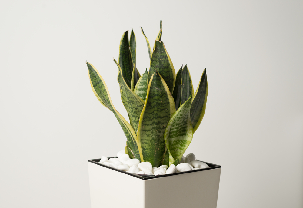 Snake Plant