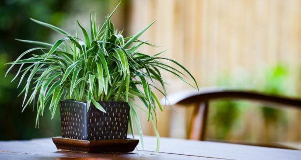 Spider Plant