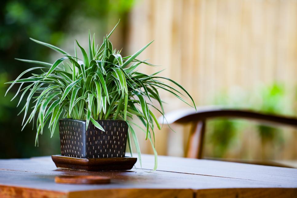 Spider Plant